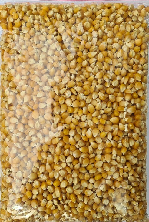 ذرت پاپ کورن درجه یک در بسته بندی ۵۰۰ گرمی