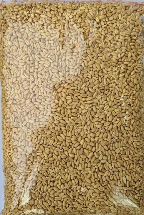 گندم حلیم درجه یک بسته ۵۰۰ گرمی